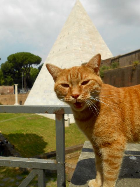 This kitty howled his hello!