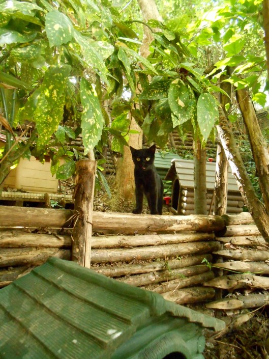 A kitten among the cat shelters