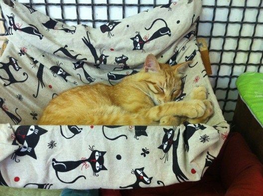 Virgola in June, all grown up but soooo sleepy!