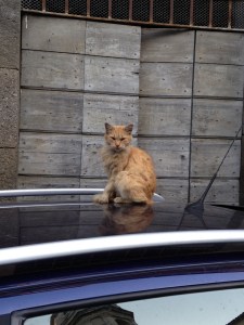 Car cat