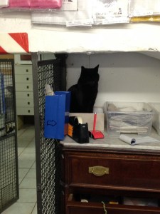 Cats inside the Argentina shelter make themselves at home.